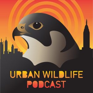Urban Wildlife Podcast